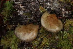 Olive oysterling fungi (Sarcomyxa serotina) on a moss-covered rotting birch log.