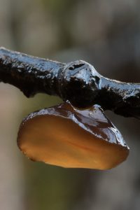 Willow jelly fungus (Exidia recisa) on a dead branch of the goat willow.