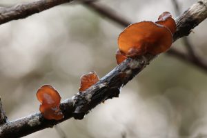 Willow jelly fungi (Exidia recisa) on a dead branch of the large goat willow tree.