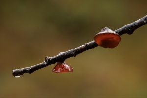 Another dead branch with some willow jelly fungi (Exidia recisa) fruiting on it.