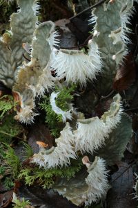 Detail of the dog lichen (Peltigera membranacea), showing more of the rhizines.