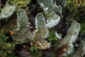 Dog lichen (Peltigera membranacea) amongst moss on the forest floor, with rhizomes and apothecia visible.