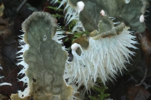 Another view of the dog lichen (Peltigera membranacea), showing the contrast between the top and undersides of two of the lobes of its thallus.