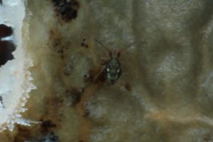 Enlarged view of the springtail from the photo above. I was able to get it identified as being a species called Dicyrtomina saundersi.