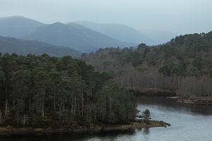 Scots pines (Pinus sylvestris) and birches beside Loch Beinn a' Mheadhoin.