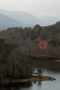 Remarkably, there was a single downy birch tree still with some yellow leaves on it.