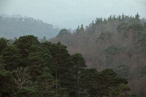 Closer view of the Scots pines and birches, with the hills receding into the distance behind.
