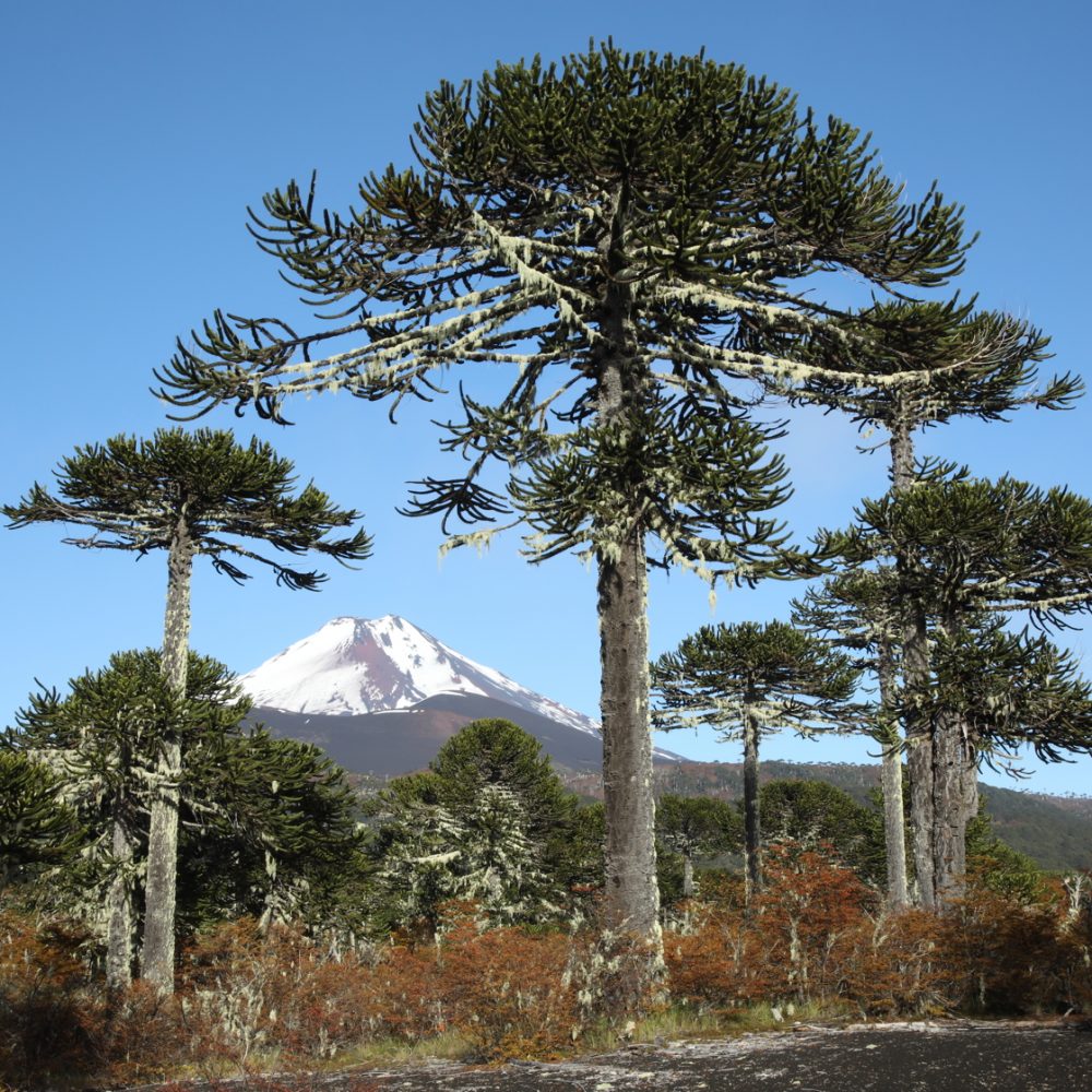 The Araucaria forests of Chile, part 1