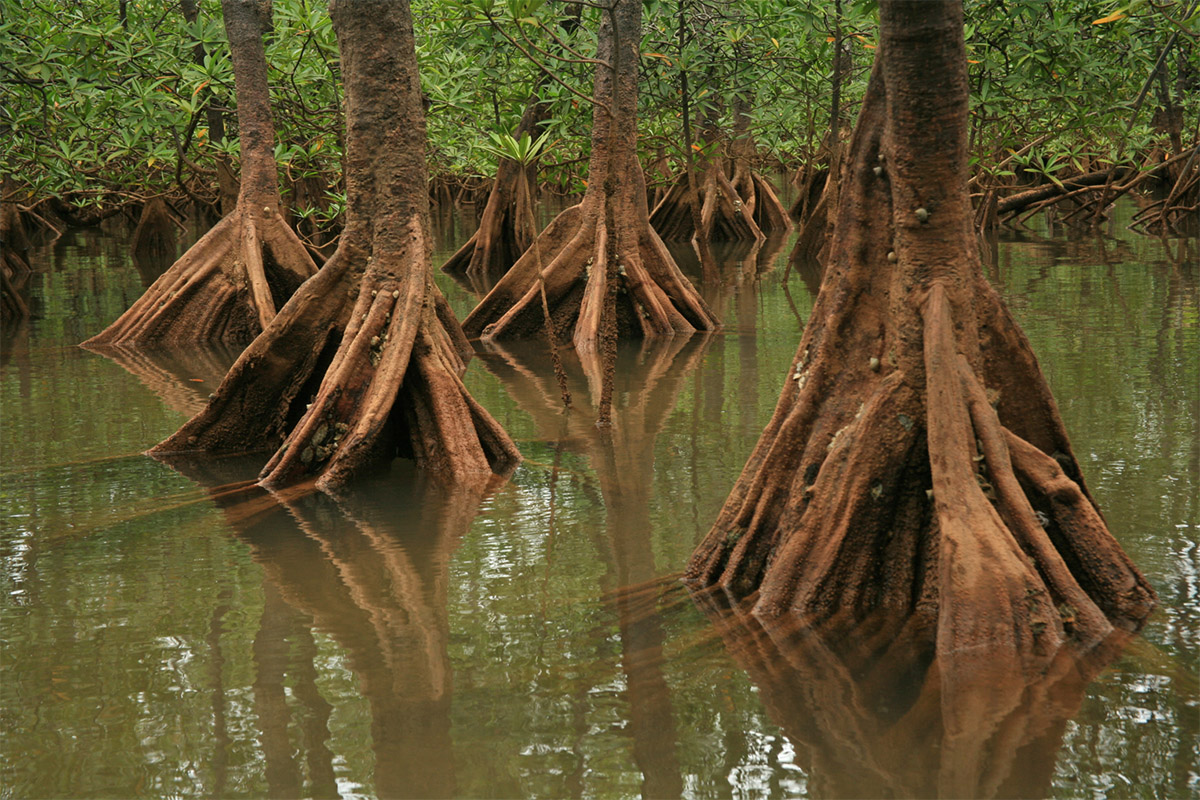 Piñuelo mangroves (Pelliciera rhizophorae)