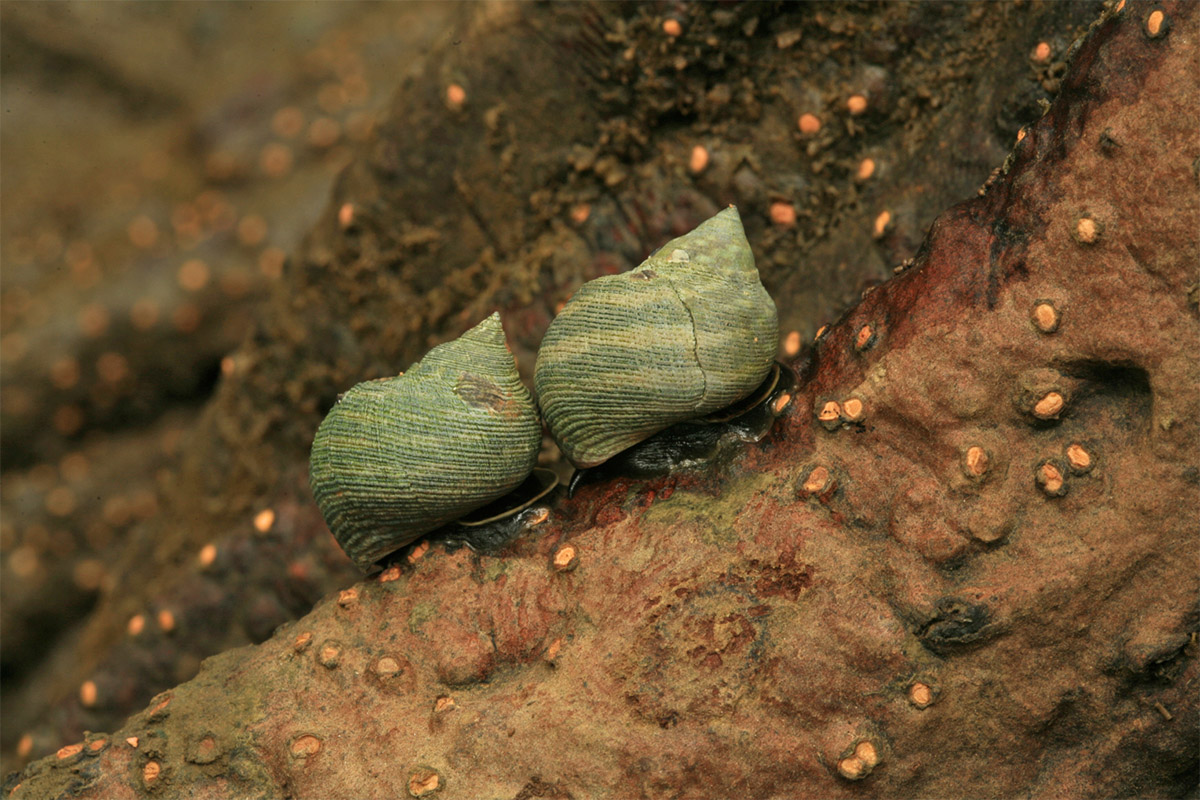 CO02138 Snails on pinuelo mangr ove (Pelliciera rhizophorae)