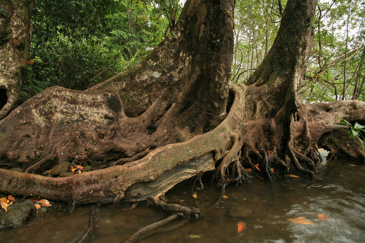 Buttresses of nato mangroves (Mora megistosperma)