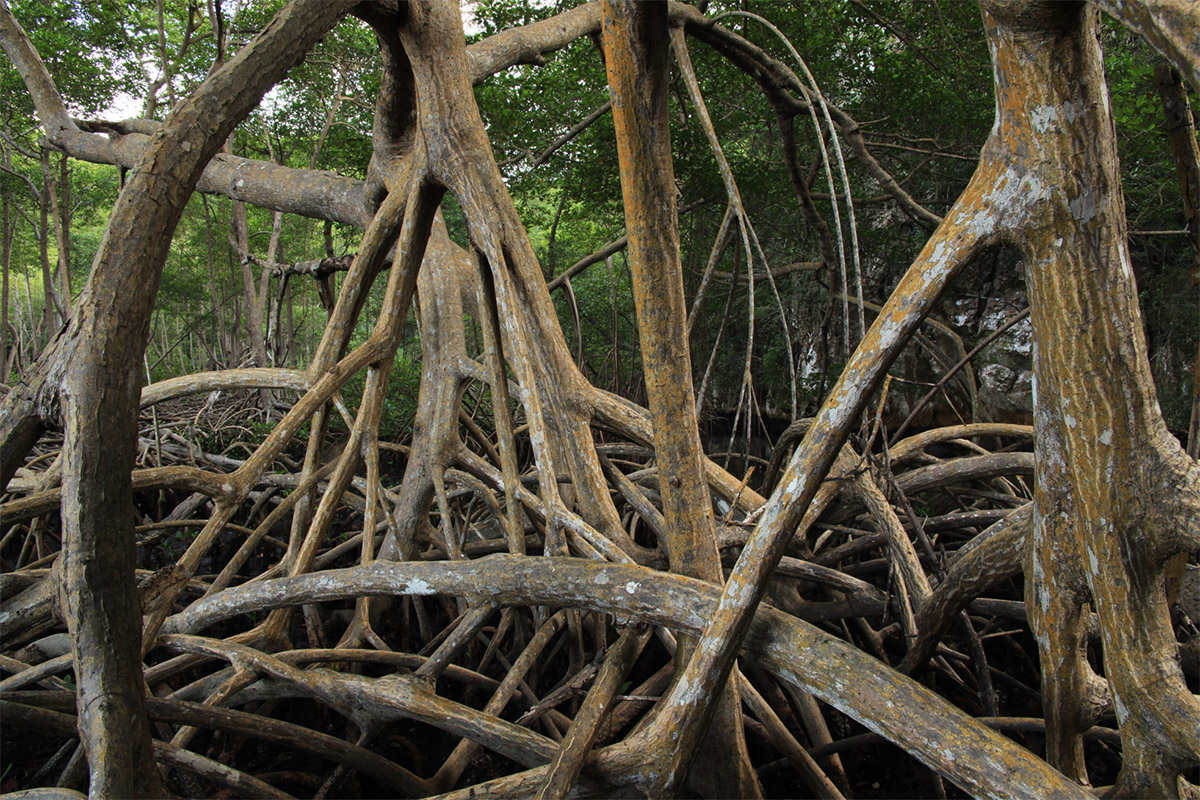 Stilt roots of red mangroves (Rhizophora mangle)
