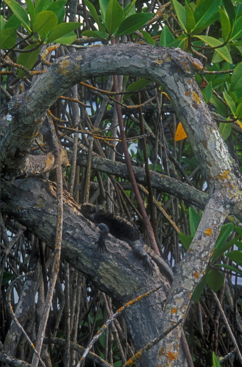 Marine iguana; Amblyrhynchus cristatus; mangrove; Rhizophora mangle; Galápagos Islands; Ecuador