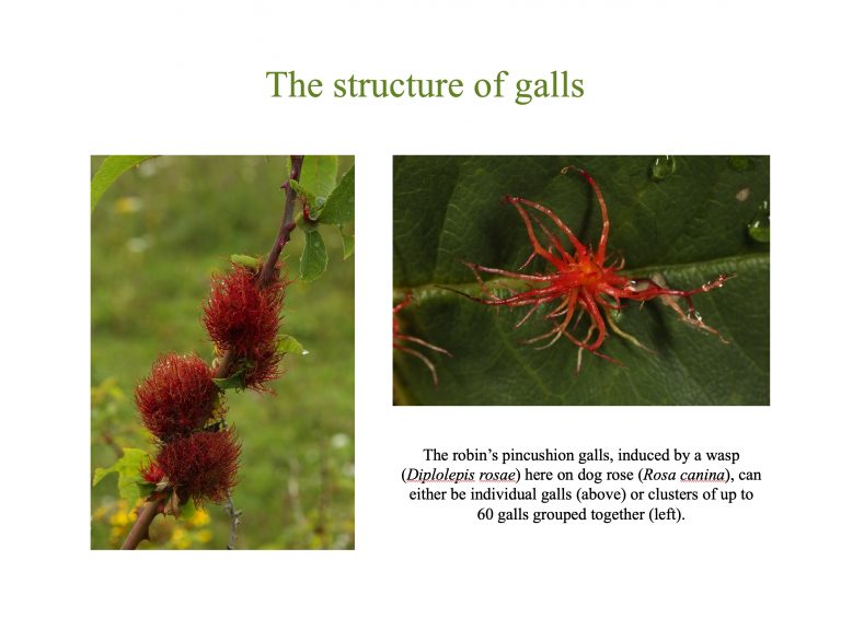 An Introduction to Plant Galls