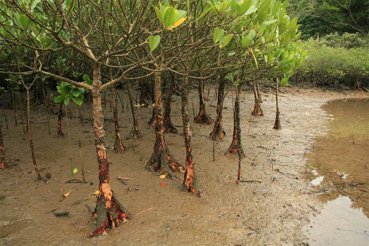 Spurred or yellow mangroves (Ceriops tagal)