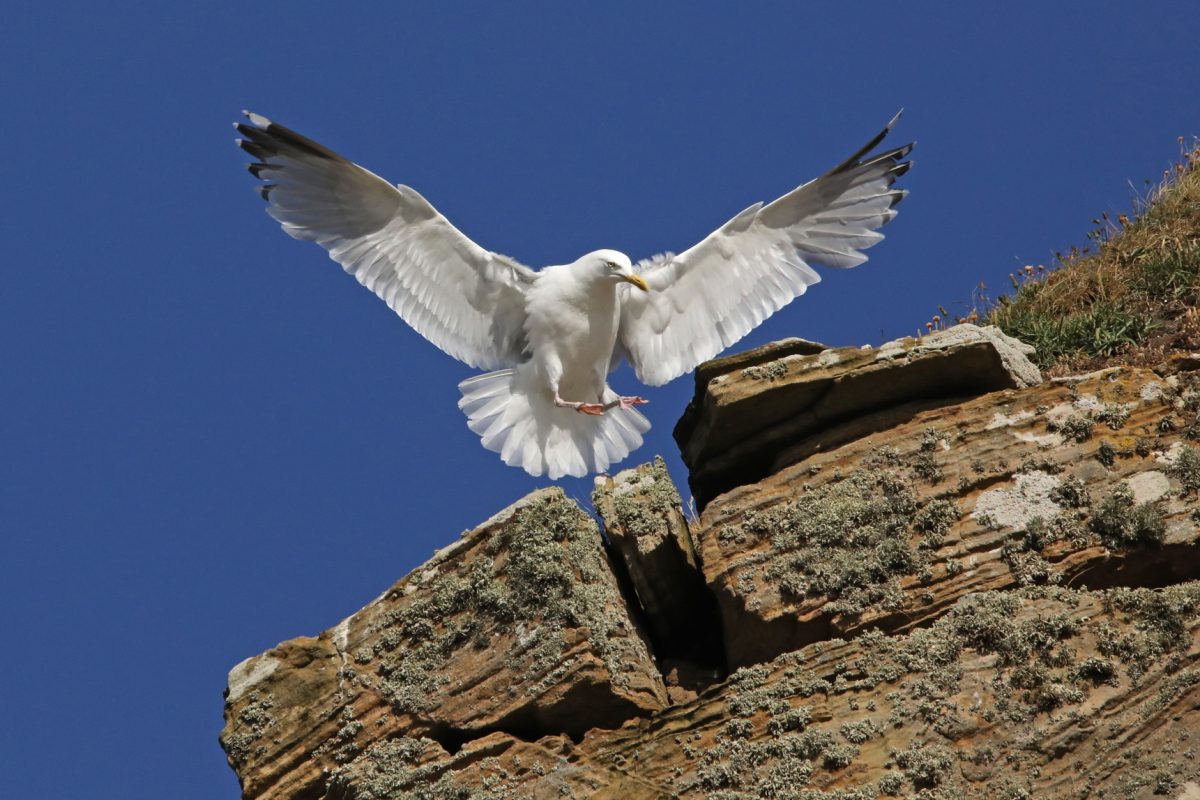 Herring gull, Larus argentatus, seagull, Moray coast, sandstone cliff