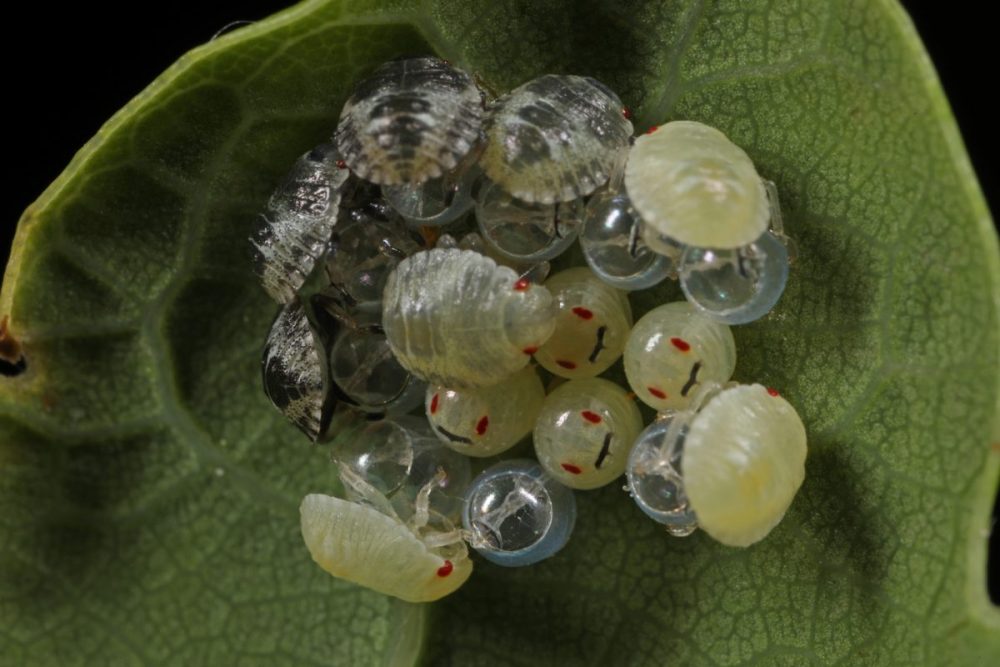 shield bug; oak; insect; insects eggs hatching