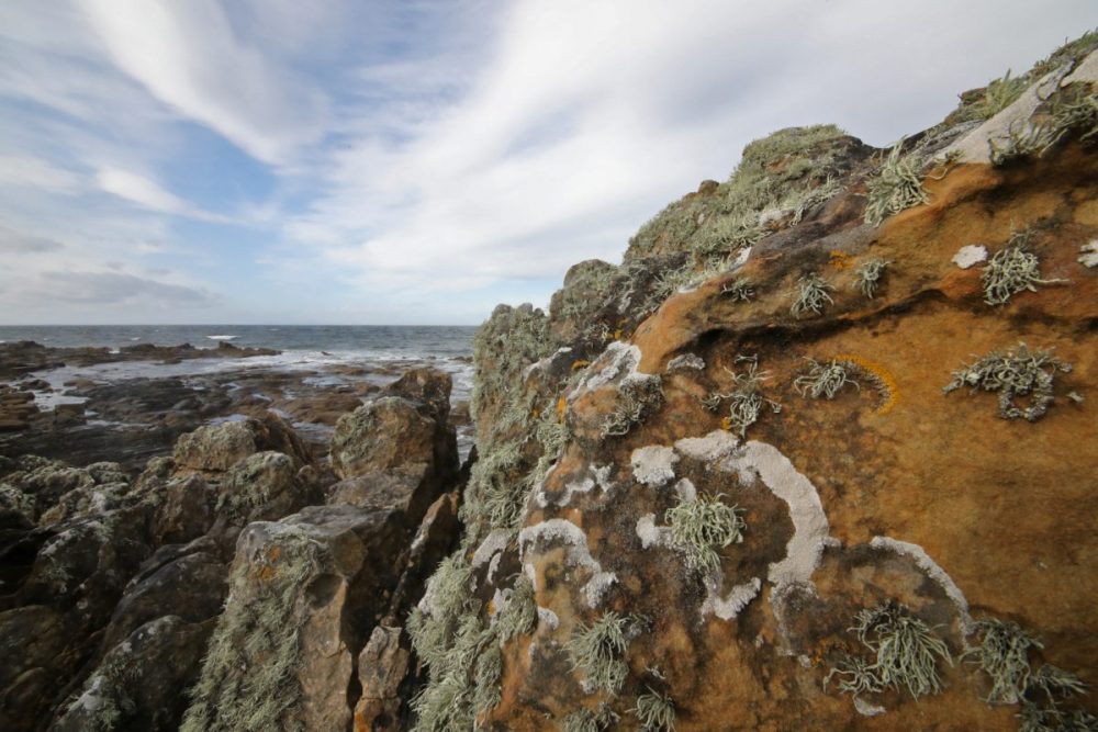 coastal lichens, sea ivory, Moray coast, sandstone, Ramalina siliquosa