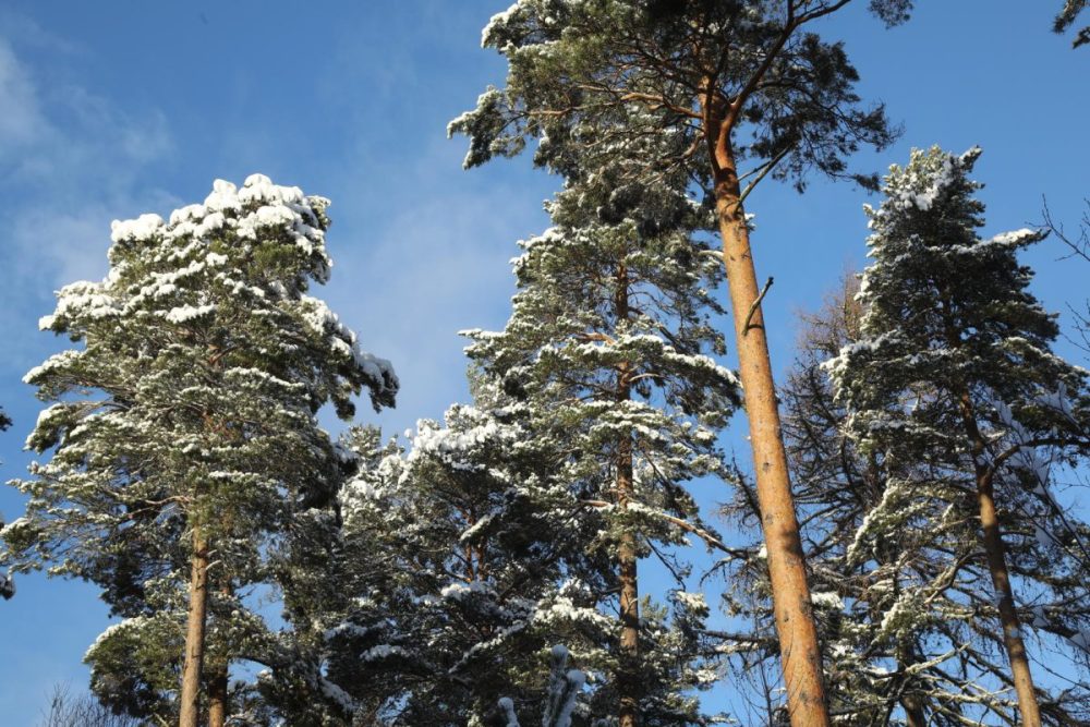 Scots pines (Pinus sylvestris) with snow on them & blue sky above, at Sluie on the Findhorn River.