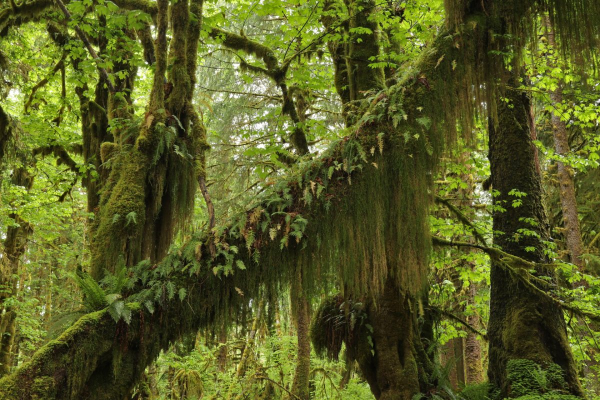 temperate rainforest, Olympic National Park, USA