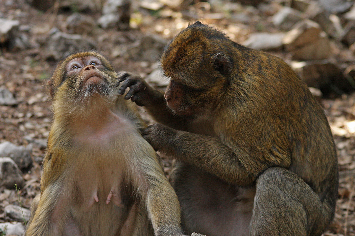 Male Barbary macaque (Macaca sylvanus) grooming a female, Ifrane National Park, Morocco.