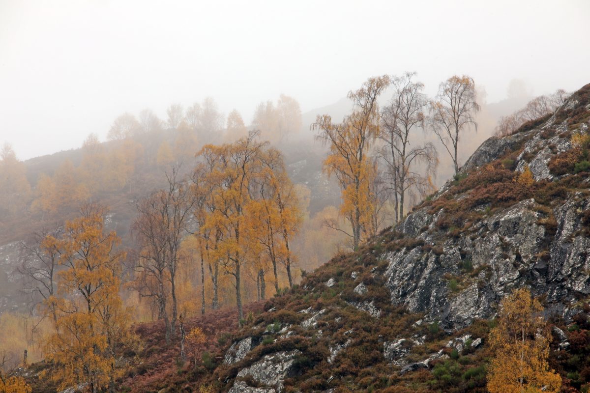 Autumn; birch trees; autumn colours; Caledonian Forest; mist