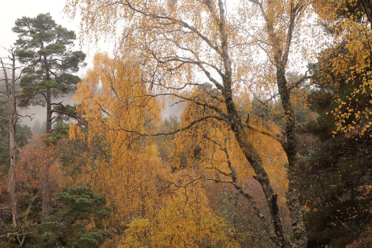 Autumn colours; Scots pines, birch trees; mist; Caledonian Forest, Scottish Highlands