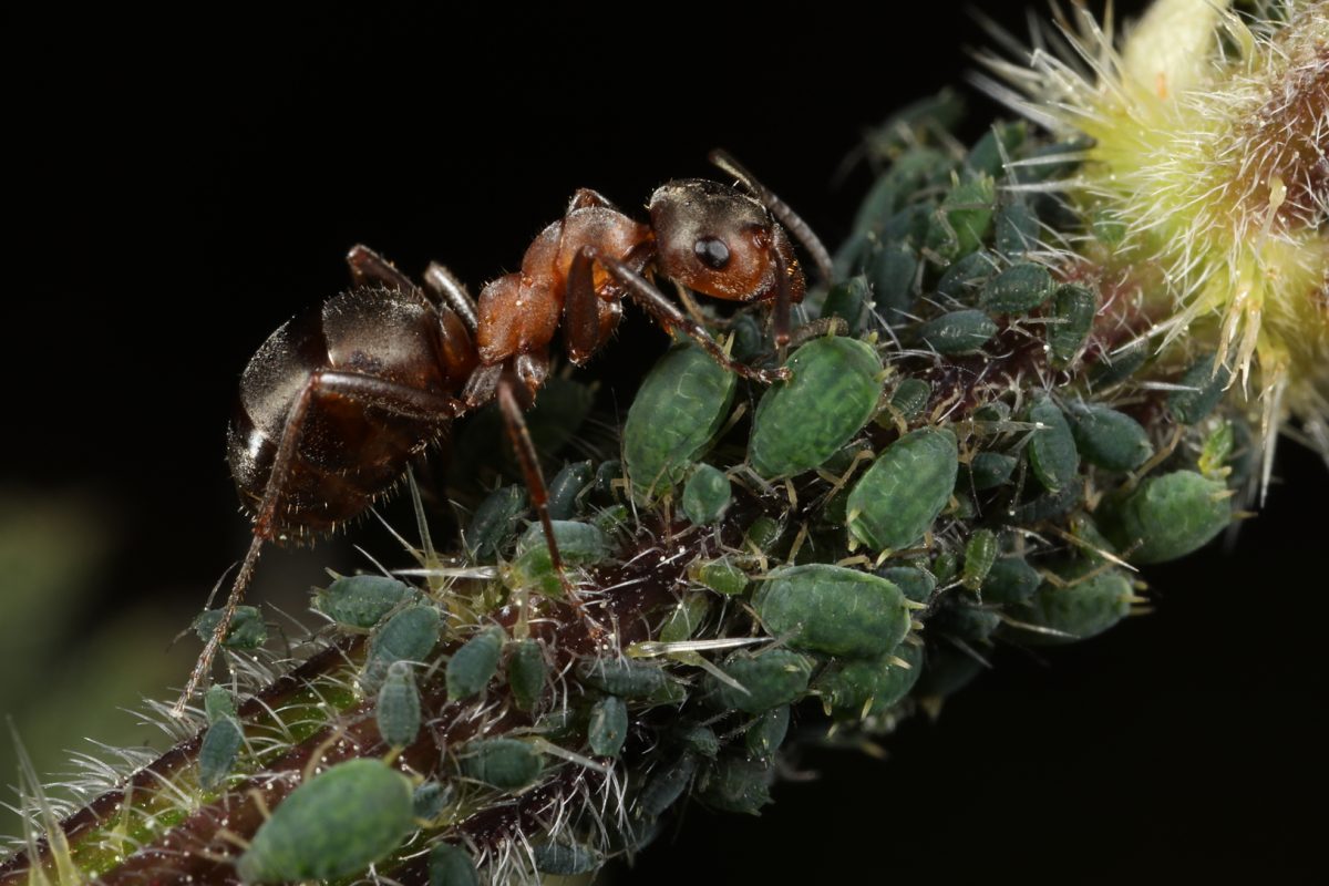 wood ant; slavemaker ant; aphids; mutualistic relationship; honeydew harvesting, stinging nettle