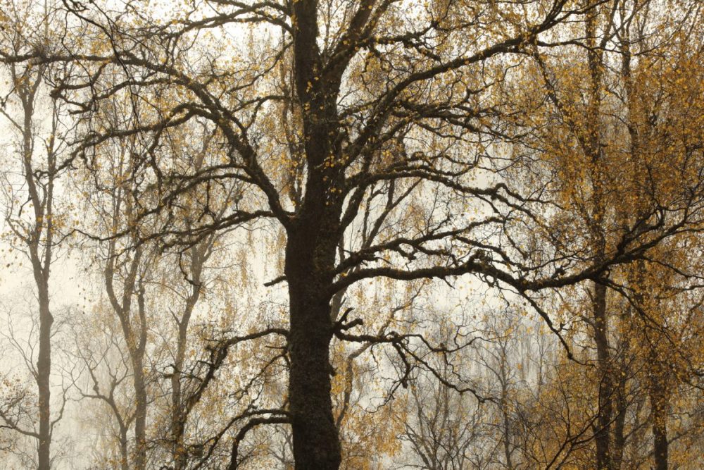 Birch tree, autumn colour, fog, Caledonian Forest, Glen Affric, Scotland