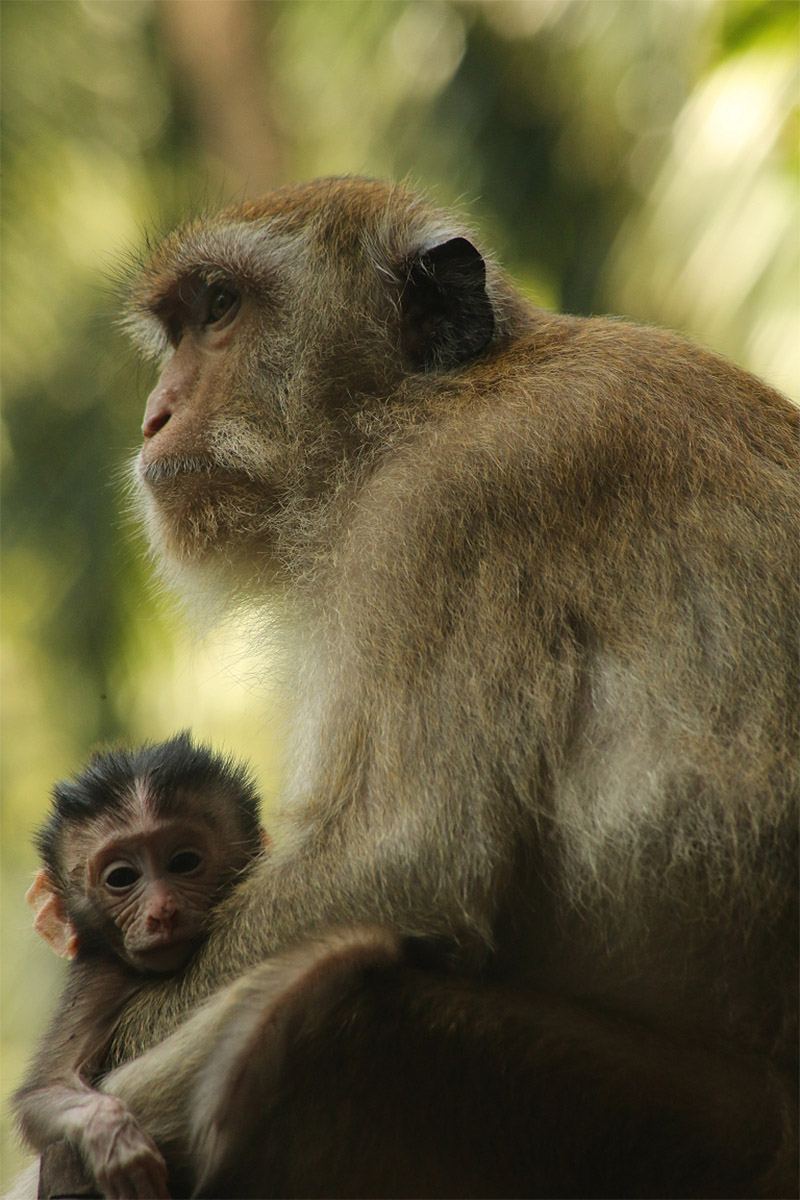 Mother and baby crab-eating or long-tailed macaques (Macaca fascicularis), Railay, near Krabi, Thailand.