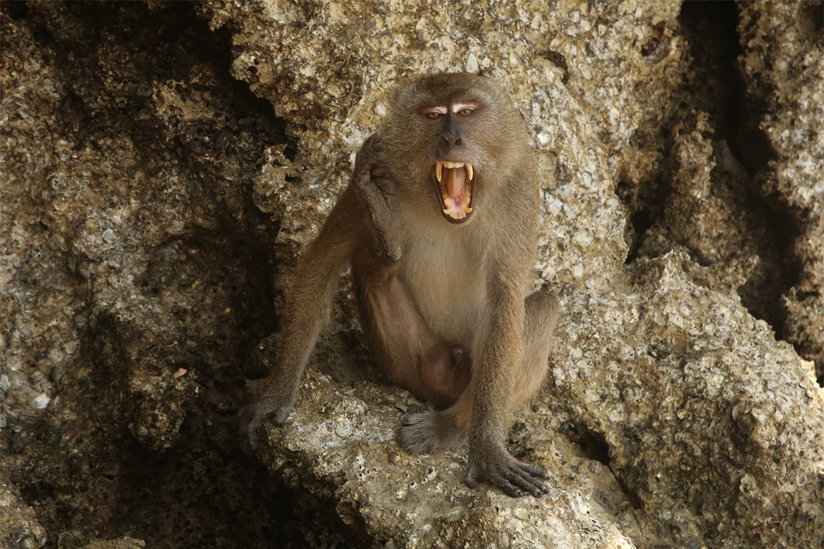Male crab-eating macaque or long-tailed macaque (Macaca fascicularis) baring its teeth and scratching itself, on limestone rock cliff, Tha Lane Bay, Thailand.