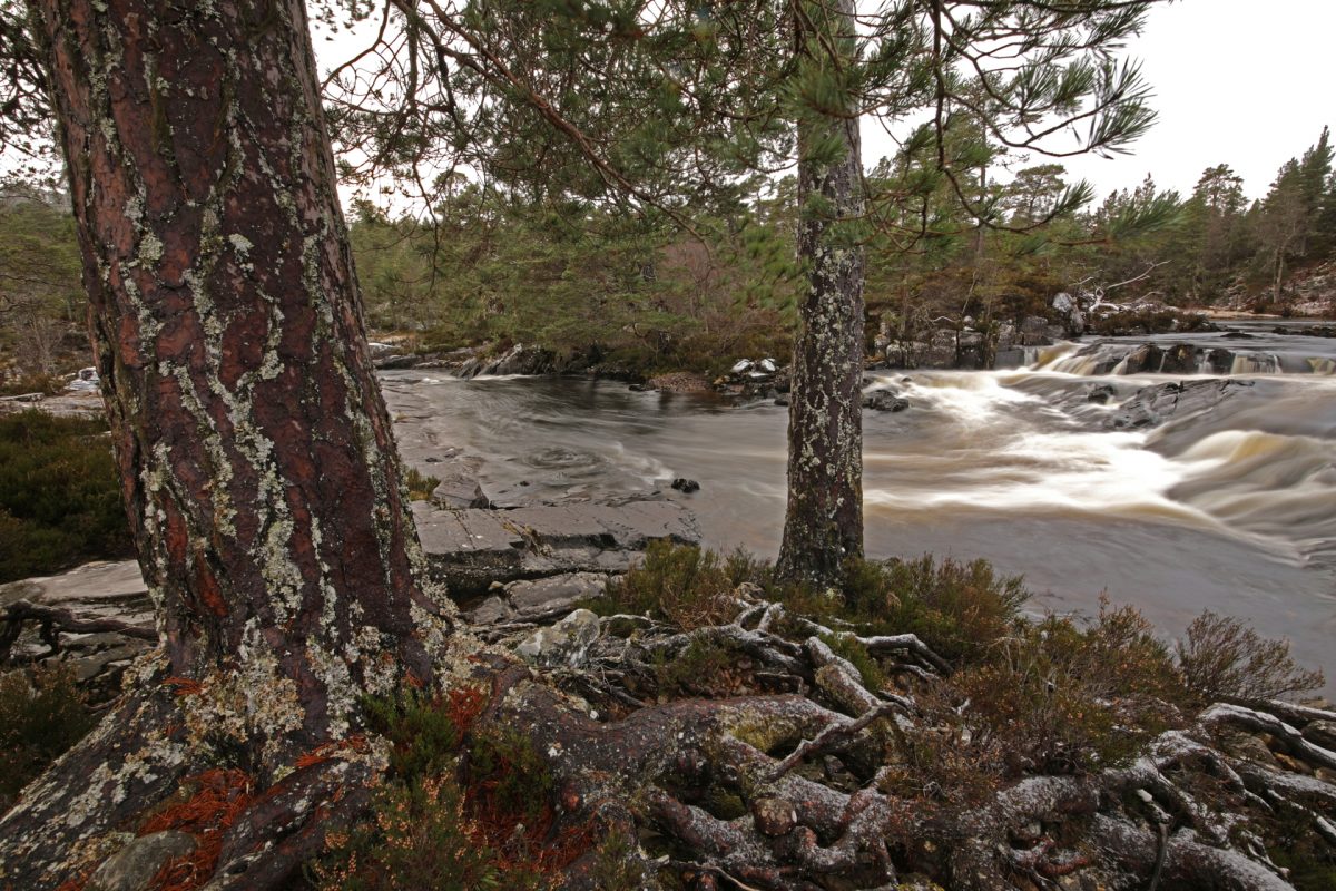 Scots pines, Caledonian Forest, ecological restoration, rewilding