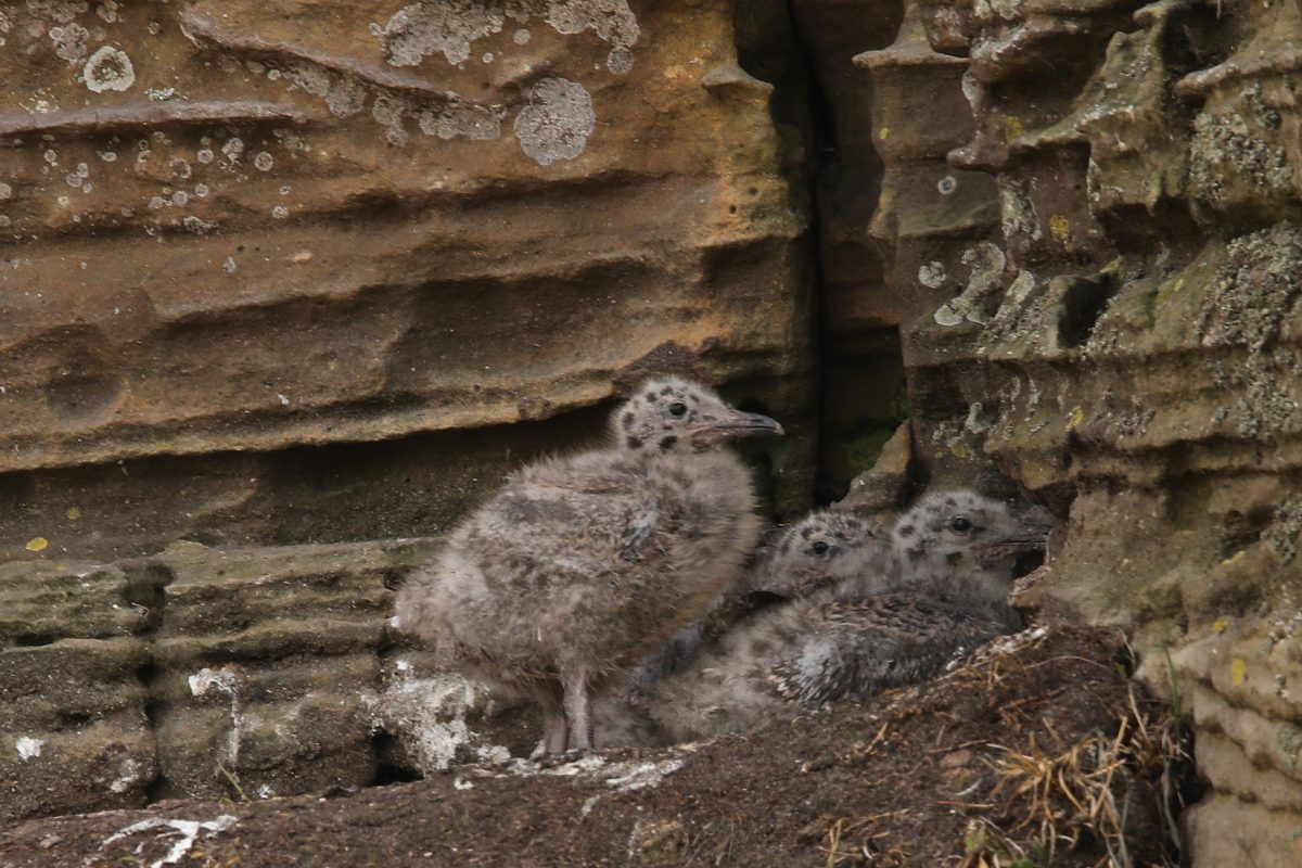 Herring gull; chicks; birds breeding; Moray coast: nest site; wildlife; Scotland.