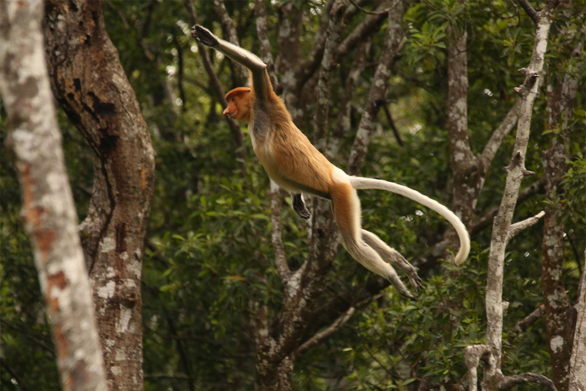 Proboscis monkey (Nasalis larvatus) leaping between trees, Labuk Bay Proboscis Monkey Sanctuary, Sabah, Borneo, Malaysia.