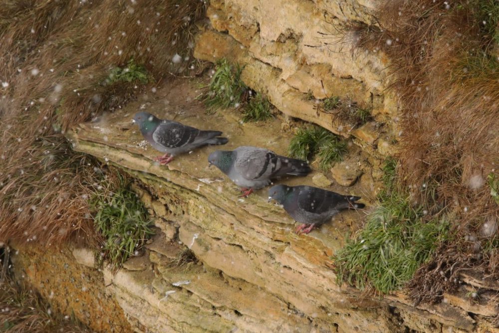 feral pigeon; Columba livia domestica; sandstone, Moray coast