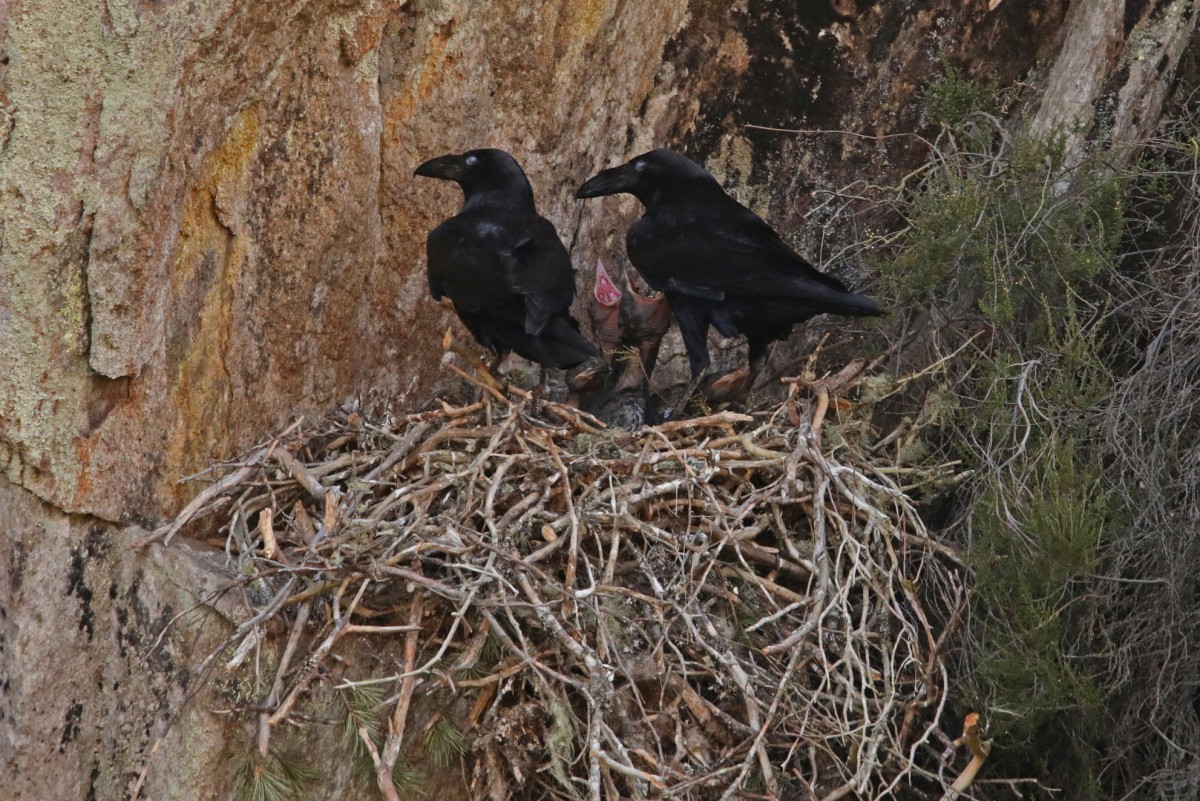 Ravens (Corvus corax) with chicks in their nest in Glen Affric
