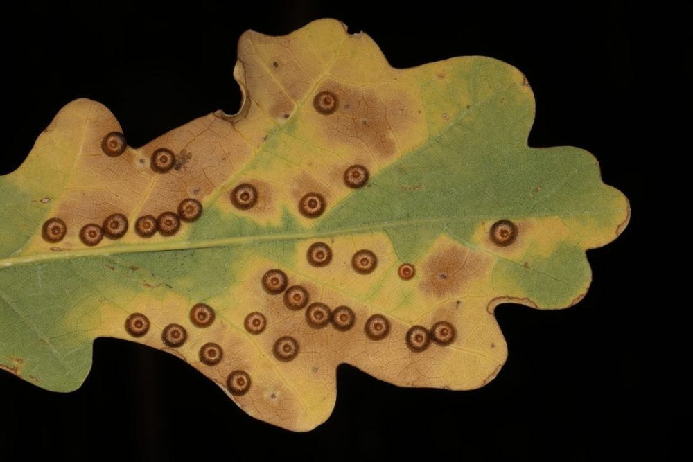 oak tree; spangle gall; silk button spangle gall, wasp; Neuroterus numismalis