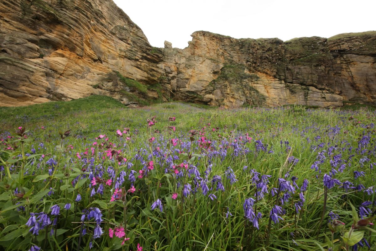 bluebell; red campion; Hyacinthoides non-scripta; silence silica; sandstone coast; spring flowers