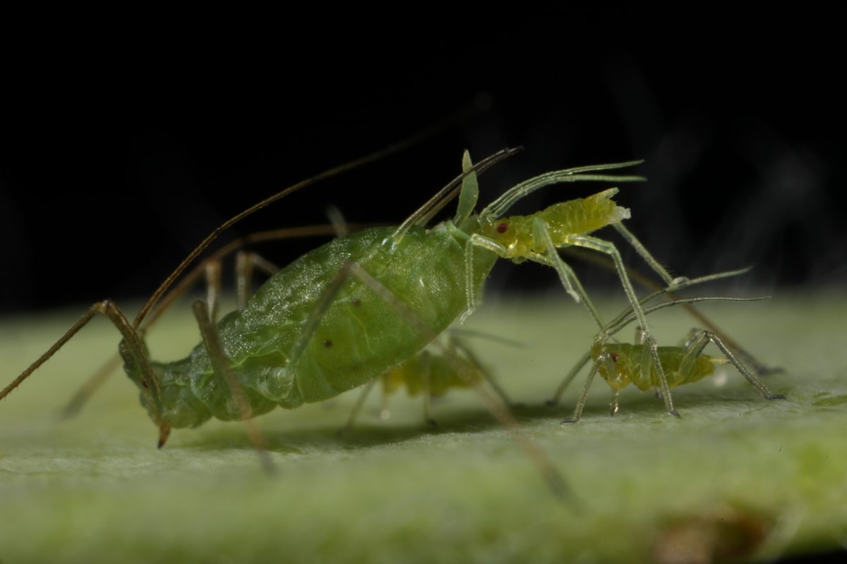Aphid; giving birth; Acyrthosiphon pisum; insect reproduction; macro photography;