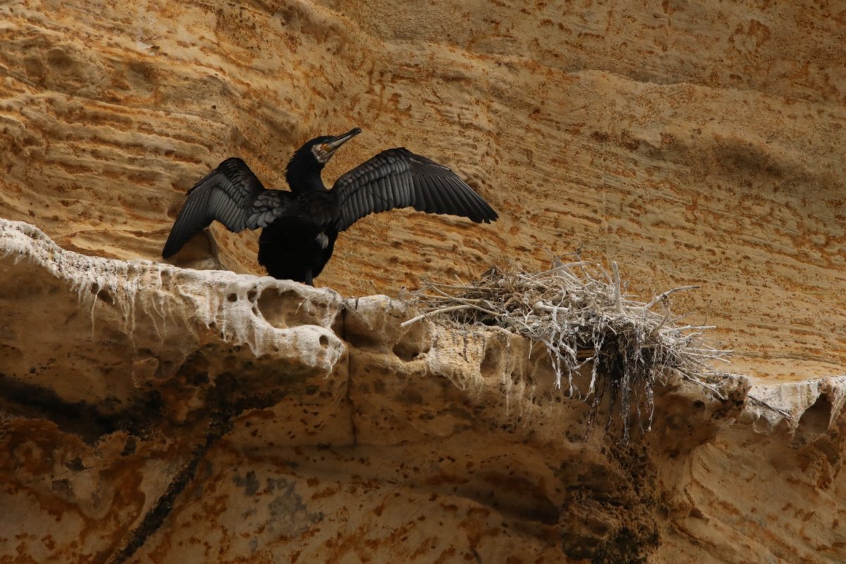 Cormorant, behaviour, wings drying, nesting, Phalacrocorax carbo,  Moray Coast
