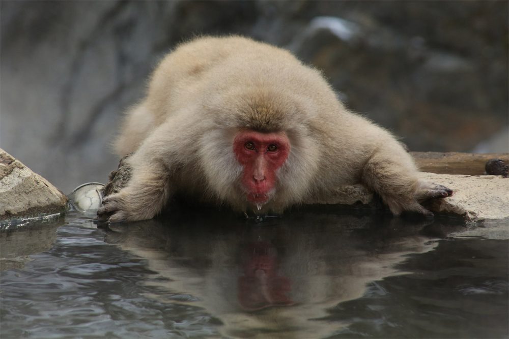 Japanese macaque or snow monkey (Macaca fuscata) drinking from hot springs pool copy