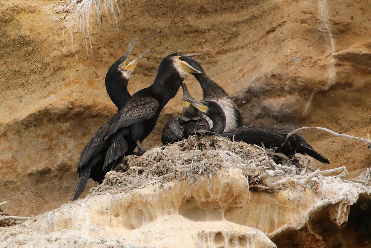 Cormorants; chicks; feeding at the nest; seabirds; Moray coast; Scotland.