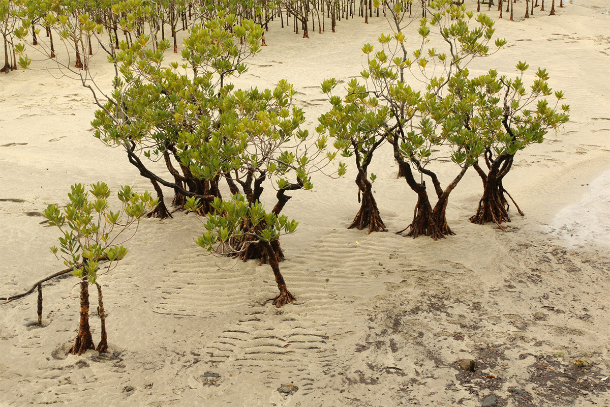 Mangroves (Kandelia obovata) at low tide at the mouth of the Kurjo River, Yakushima Island copy