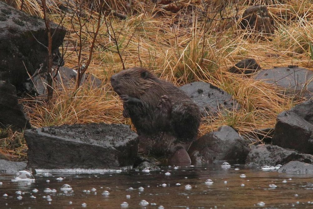 Newly released beaver kit (Castor fiber) on the shore beside Loch Beinn a’Mheadhoin, Glen Affric National Nature Reserve. beaver, Glen Affric, ecological restoration, Rewilding, species reintroduction