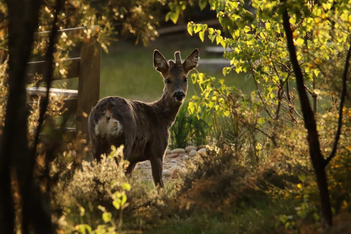 Deer; roe deer; backlit birches; Capreolus capreolus; new antlers