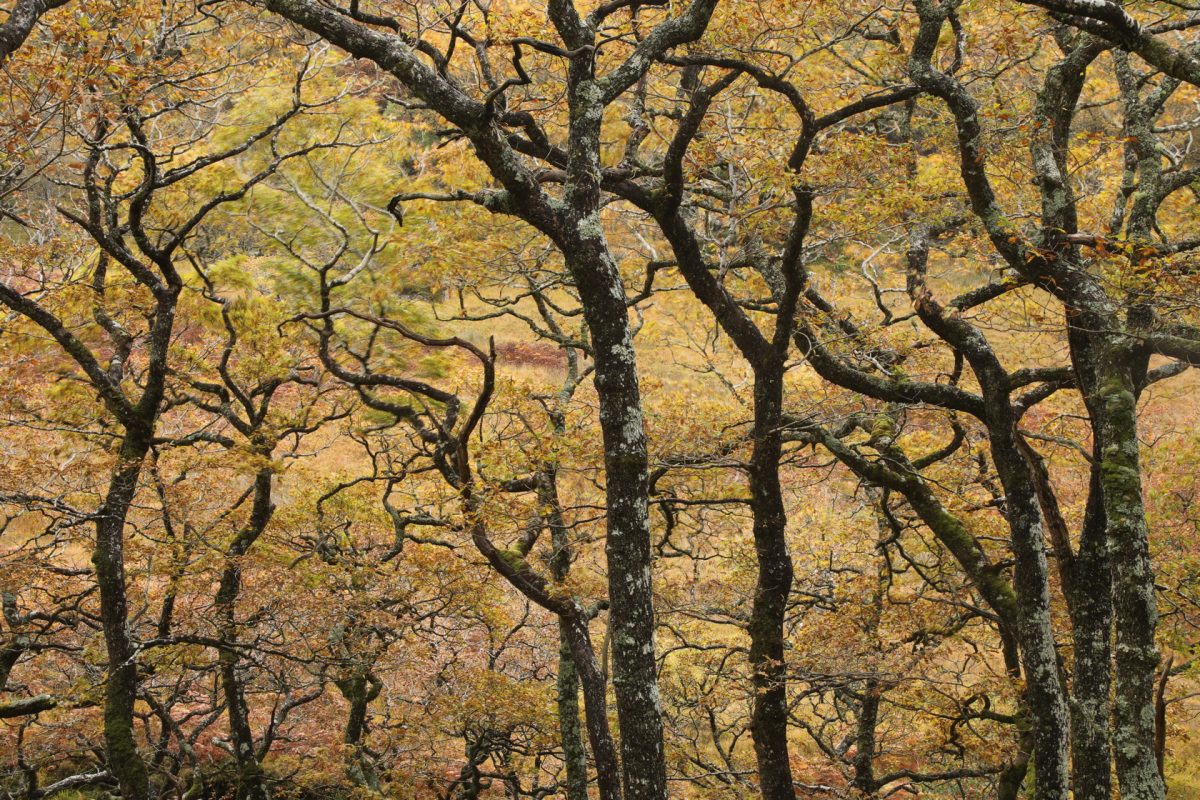 oak trees; autumn; Quercus; temperate rainforest;