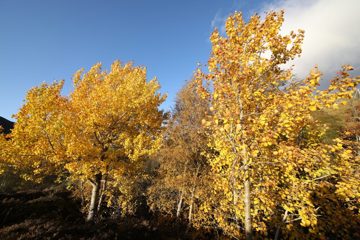Aspen; autumn colour