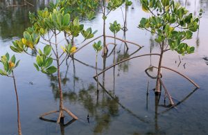 Stilt-rooted mangroves (Rhizophora stylosa)