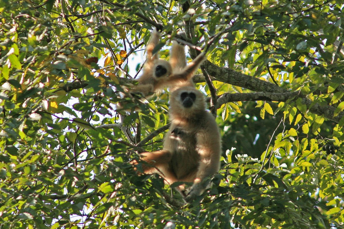 White-handed gibbon; lar gibbon; primate; endangered species; rainforest; Thailand