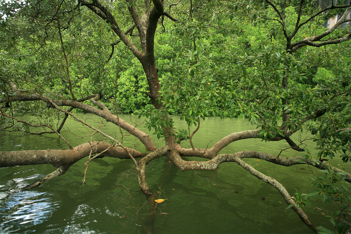 Mangrove (Avicennia alba)